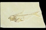 Bargain, Diplomystus Fossil Fish - Wyoming #126012-1